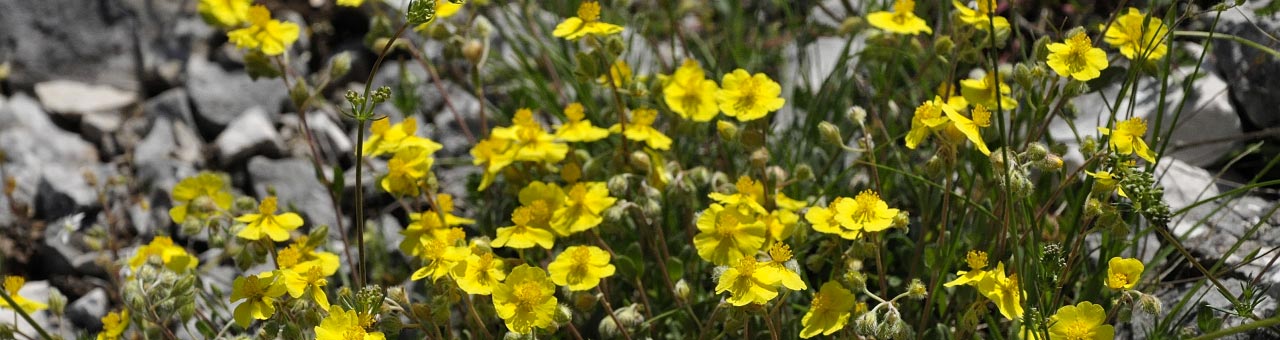 Cosa vedere nel Cilento fiori