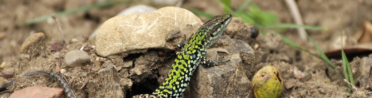 Cosa vedere nel Cilento natura