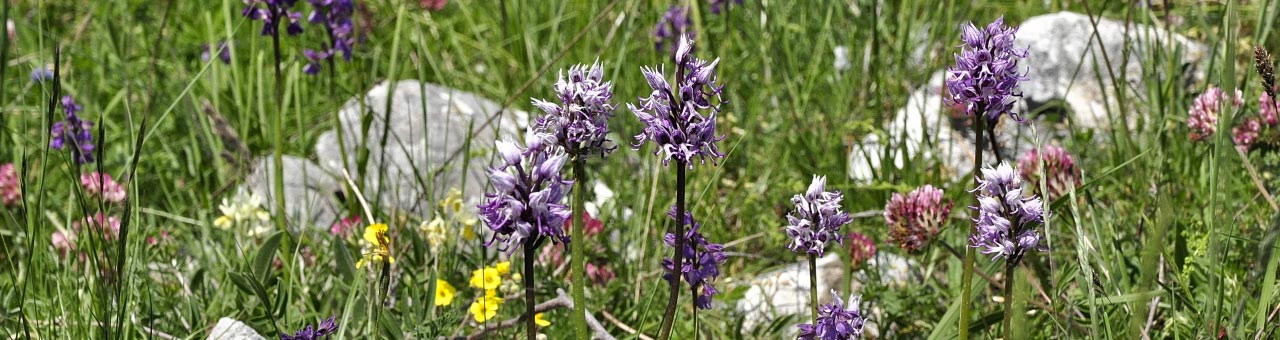 Tal der Orchideen Cilento Sassano